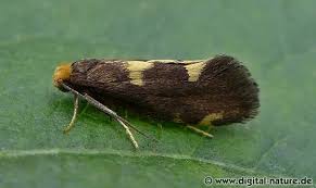 Attēlu rezultāti vaicājumam “Incurvaria oehlmanniella”