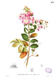 Image result for Lagerstroemia