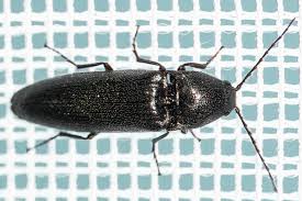 Attēlu rezultāti vaicājumam “Melanotus sp.”