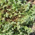 Attēlu rezultāti vaicājumam “Scleranthus perennis”