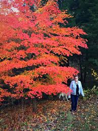 Attēlu rezultāti vaicājumam “Acer pseudosieboldianum”
