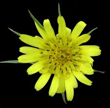 Attēlu rezultāti vaicājumam “Tragopogon heterospermus”