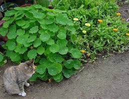 Image result for Tropaeolum minus