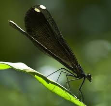 Attēlu rezultāti vaicājumam “Calopterygidae”