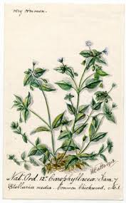 Attēlu rezultāti vaicājumam “Pyrola media”