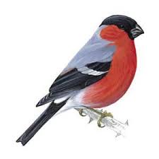 Male bullfinch