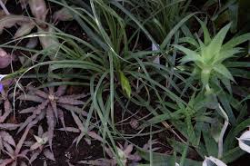 Image result for tillandsia umbellata