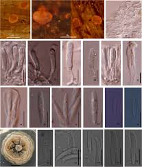 Attēlu rezultāti vaicājumam “Orbilia sp.”