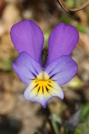 Attēlu rezultāti vaicājumam “Viola tricolor subsp. curtisii”
