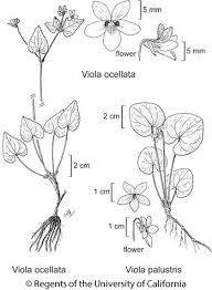 Attēlu rezultāti vaicājumam “Viola palustris”