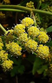 Attēlu rezultāti vaicājumam “Levisticum officinale flower”