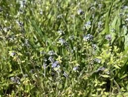 Attēlu rezultāti vaicājumam “Myosotis stricta flower”
