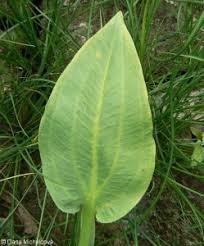 Attēlu rezultāti vaicājumam “Alisma plantago-aquatica leaf”