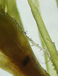 Attēlu rezultāti vaicājumam “Cephaloziella elachista macro”