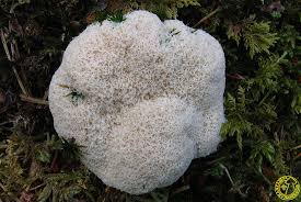 Attēlu rezultāti vaicājumam “Fuligo cinerea”