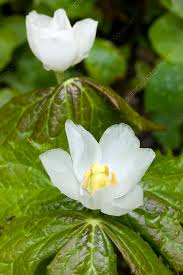 Attēlu rezultāti vaicājumam “Podophyllum hexandrum flower”