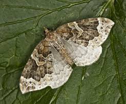 Attēlu rezultāti vaicājumam “Eulithis prunata”