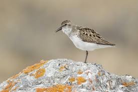 Image result for Calidris pusilla