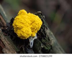 Attēlu rezultāti vaicājumam “Fuligo luteonitens”