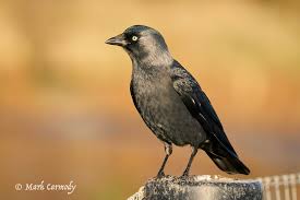 Attēlu rezultāti vaicājumam “Corvus monedula adult”