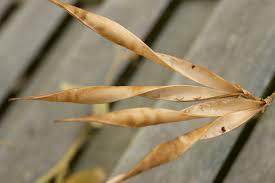 Attēlu rezultāti vaicājumam “Lathyrus latifolius fruit”
