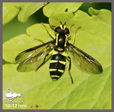 Attēlu rezultāti vaicājumam “Xanthogramma sp.”