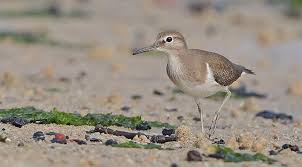 Attēlu rezultāti vaicājumam “Actitis hypoleucos”