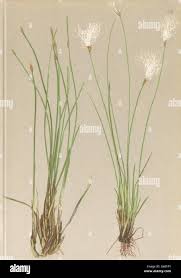 Attēlu rezultāti vaicājumam “Trichophorum alpinum”