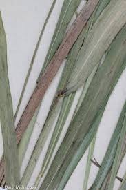 Attēlu rezultāti vaicājumam “Festuca altissima”