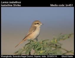 Image result for Lanius isabellinus