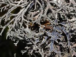 Attēlu rezultāti vaicājumam “Pseudevernia furfuracea”