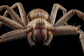 Attēlu rezultāti vaicājumam “Sparassidae”