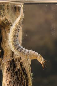 Attēlu rezultāti vaicājumam “Dytiscus sp. larva”