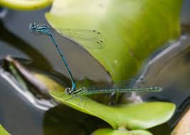 Attēlu rezultāti vaicājumam “Enallagma cyathigerum male”