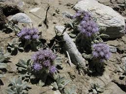 Attēlu rezultāti vaicājumam “Saussurea esthonica flower”