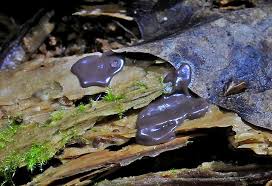 Attēlu rezultāti vaicājumam “Dianema depressum”