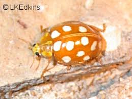 Attēlu rezultāti vaicājumam “Halyzia sedecimguttata”