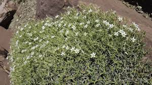 Attēlu rezultāti vaicājumam “Arenaria procera”