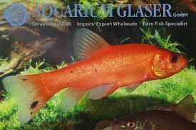 Image result for Tinca tinca