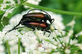Attēlu rezultāti vaicājumam “Stenurella melanura”