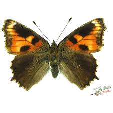 Attēlu rezultāti vaicājumam “Aglais urticae”