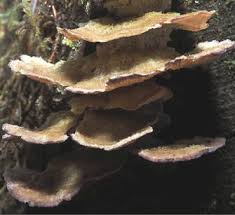 Attēlu rezultāti vaicājumam “Trichaptum abietinum”