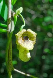 Attēlu rezultāti vaicājumam “Aristolochia durior flower”