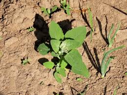 Attēlu rezultāti vaicājumam “Chenopodium acerifolium”