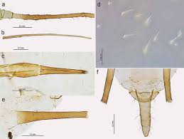Attēlu rezultāti vaicājumam “Macrosiphoniella absinthii”