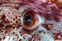 Image result for Ophiodon elongatus