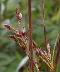 Attēlu rezultāti vaicājumam “Juncus balticus”