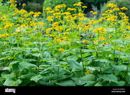 Attēlu rezultāti vaicājumam “Telekia speciosa leaf”
