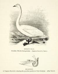 Attēlu rezultāti vaicājumam “Cygnus columbianus”