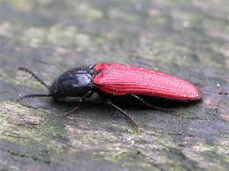 Attēlu rezultāti vaicājumam “Ampedus sanguineus”